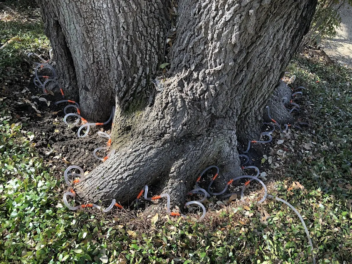 Detailed Tree Cabling and Bracing job site in Mashpee