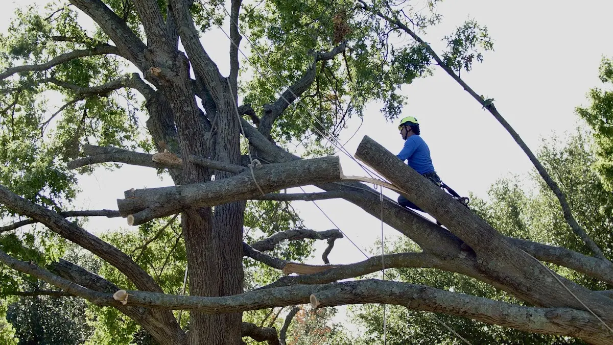 Professional Crown Thinning performed by certified arborists in Mashpee