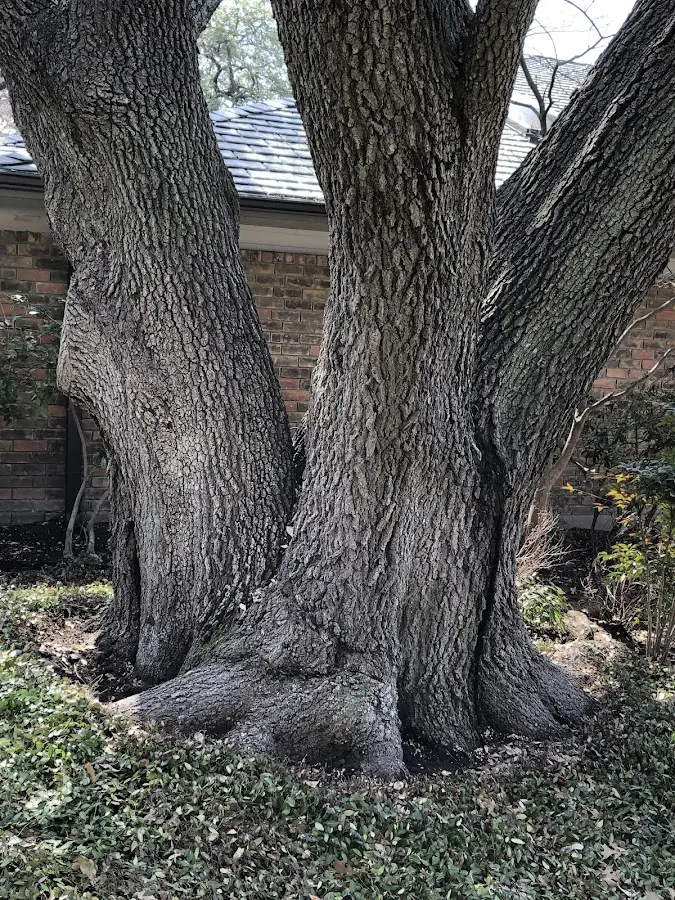 Mature heritage tree close to a Mashpee property cared for by certified arborists
